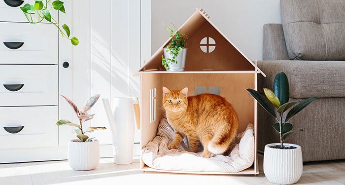ginger cat making biscuits on custom cat bed