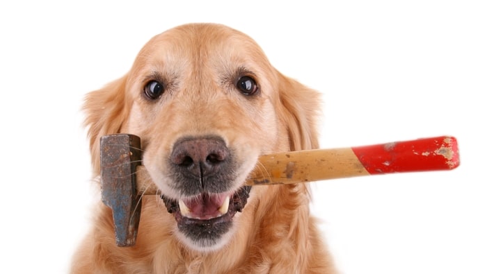 dog-with-hammer