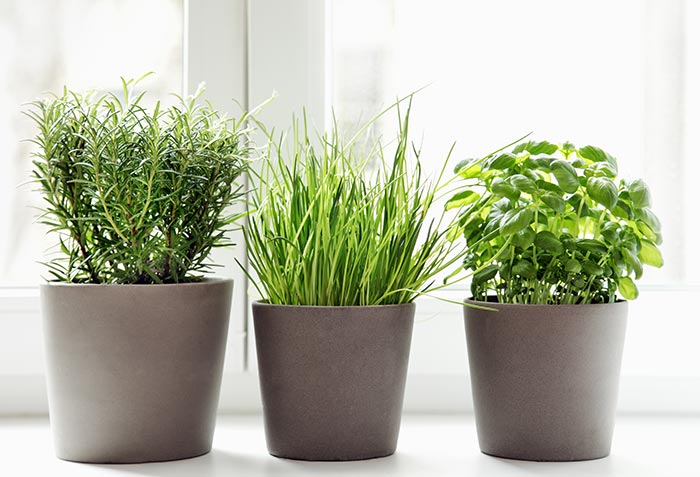 container-garden